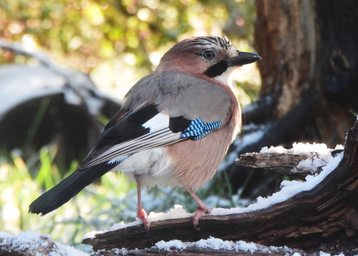 Eurasian Jay - ML620002989