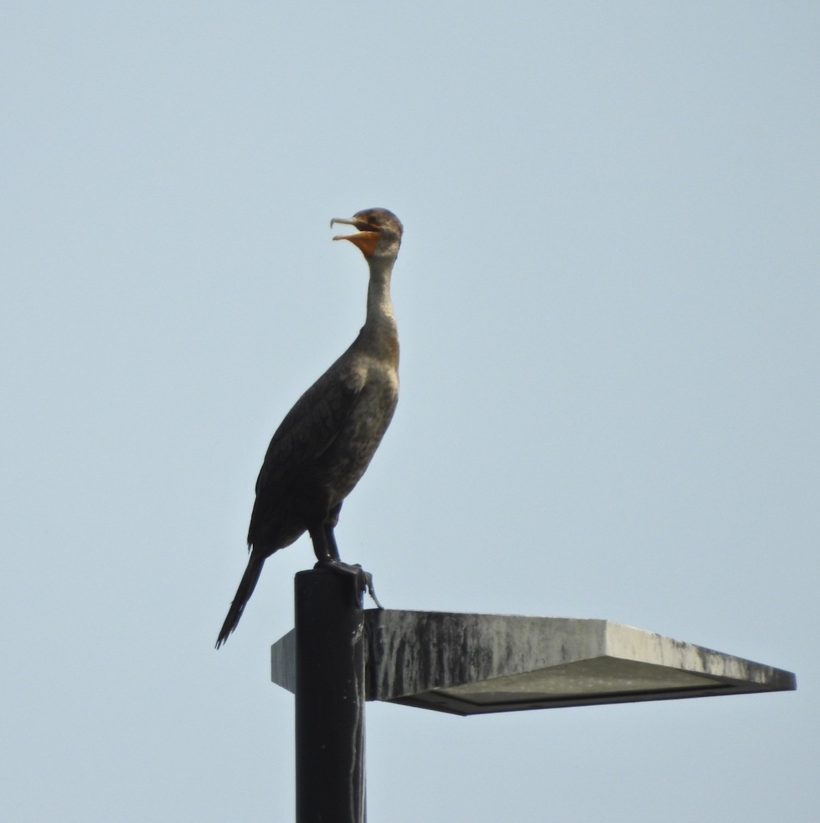 Double-crested Cormorant - ML620002999