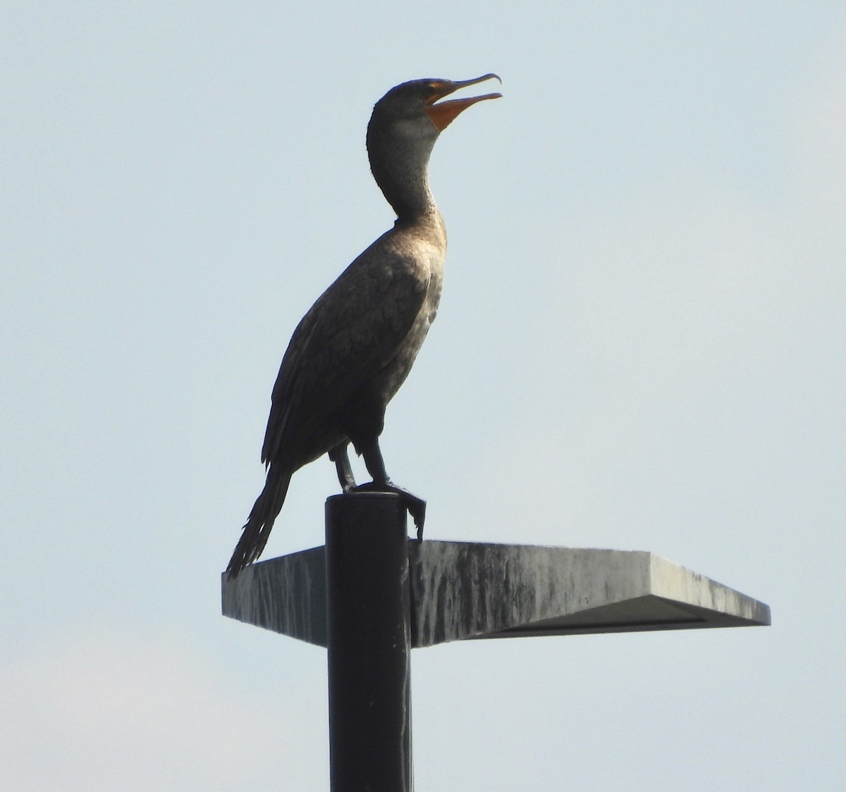 Double-crested Cormorant - ML620003000