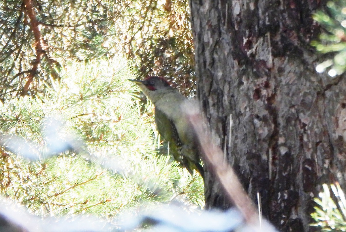 Iberian Green Woodpecker - ML620003002