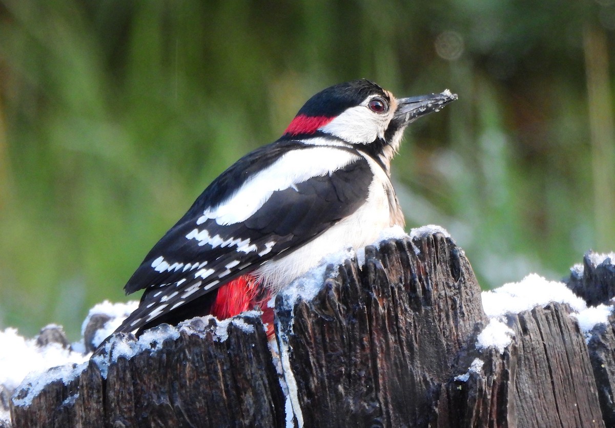Great Spotted Woodpecker - ML620003007