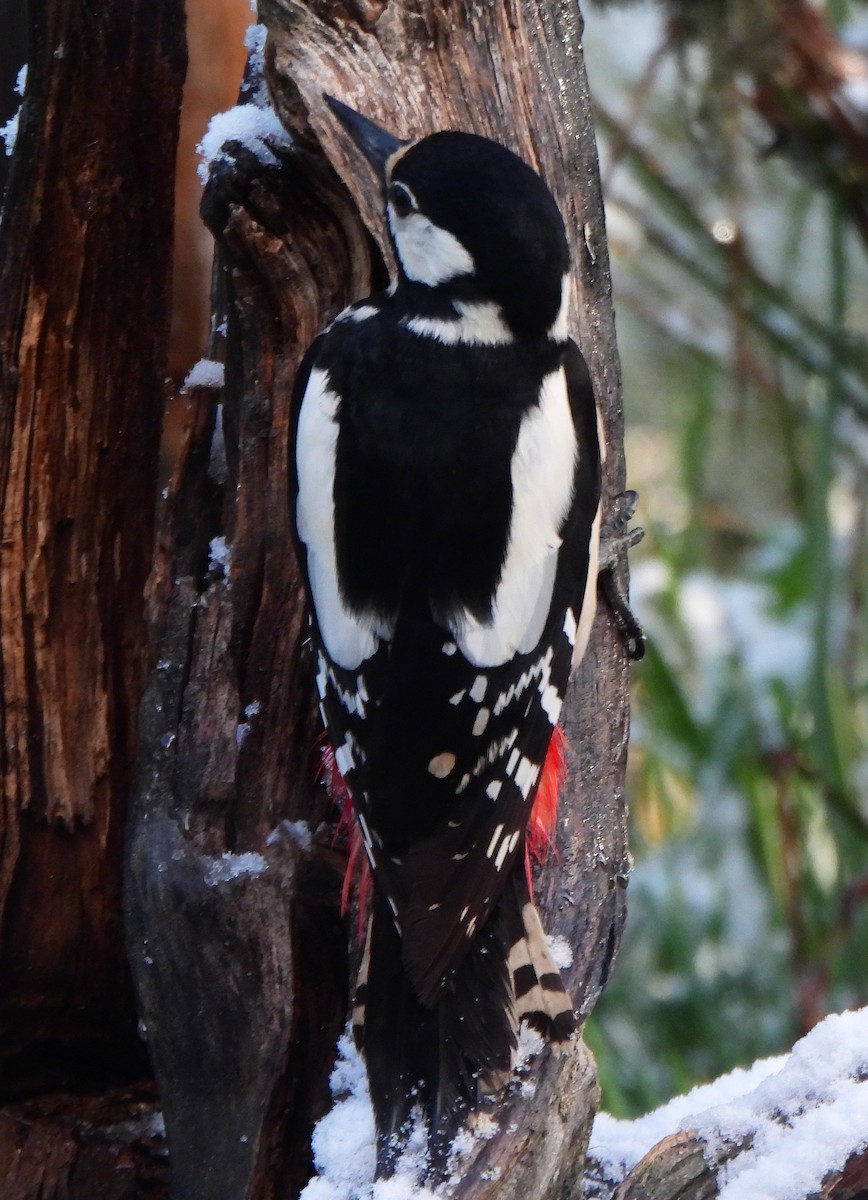 Great Spotted Woodpecker - ML620003008