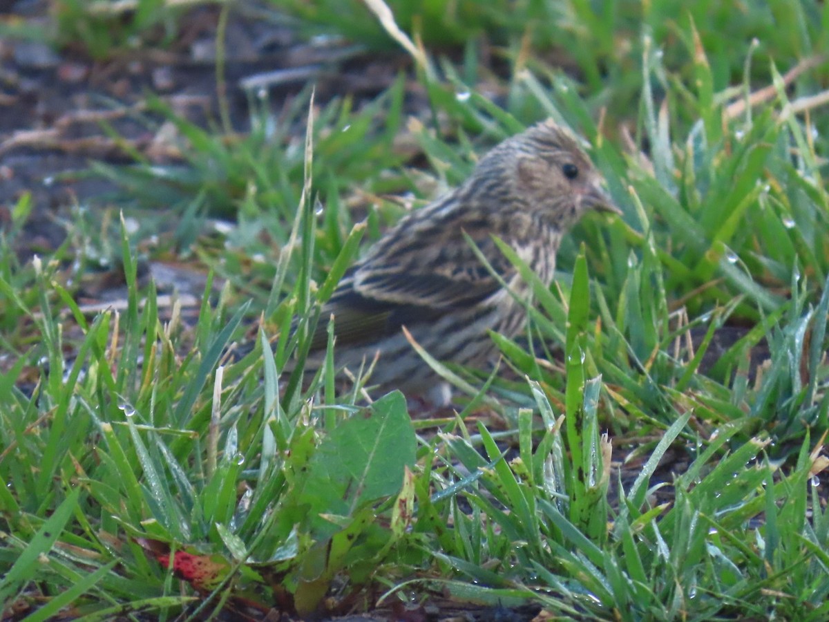 Pine Siskin - ML620003011