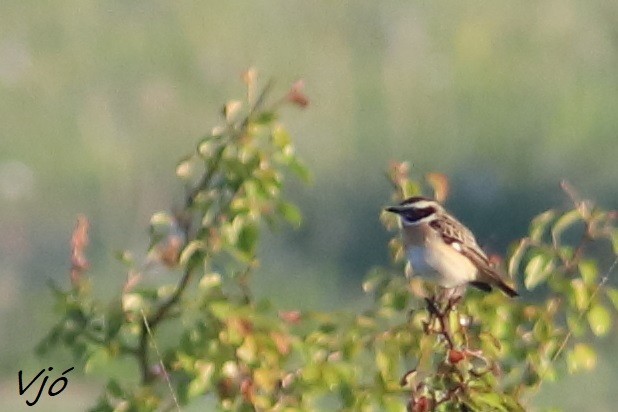 Whinchat - ML620003019