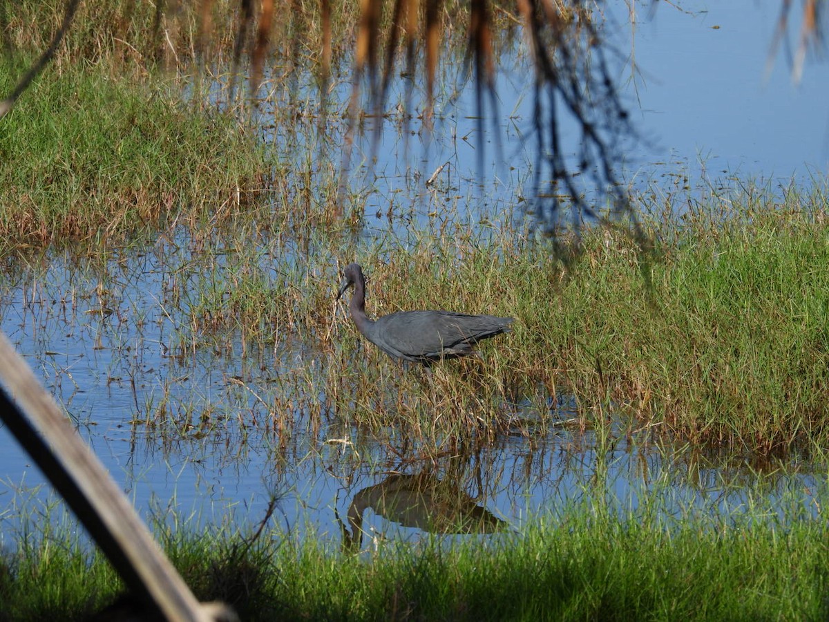 Little Blue Heron - ML620003021