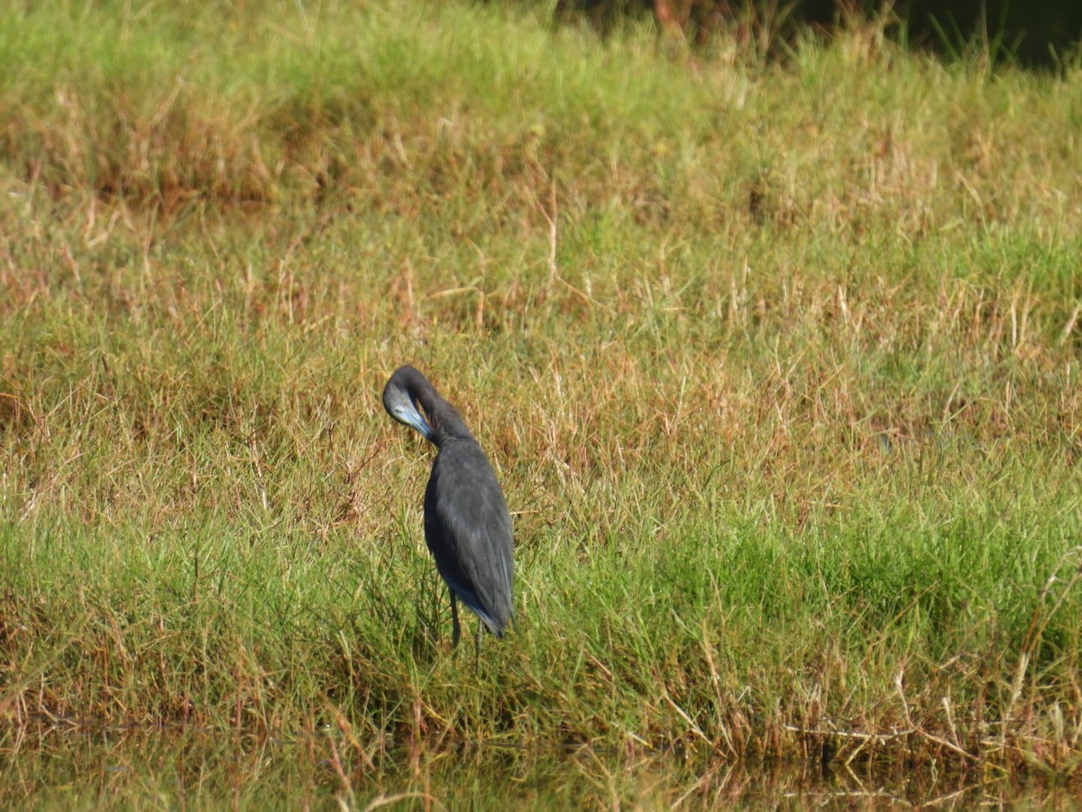 Little Blue Heron - ML620003023