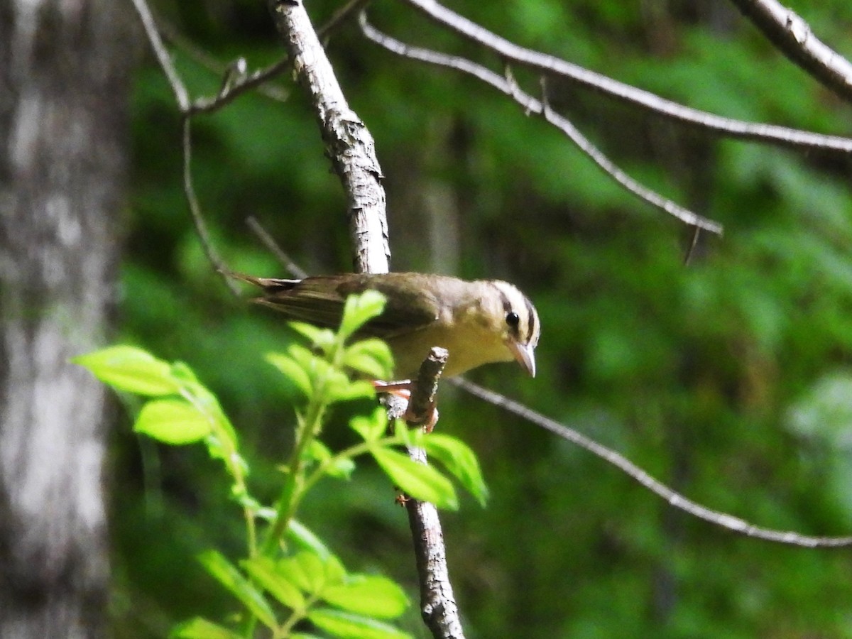 Worm-eating Warbler - ML620003028