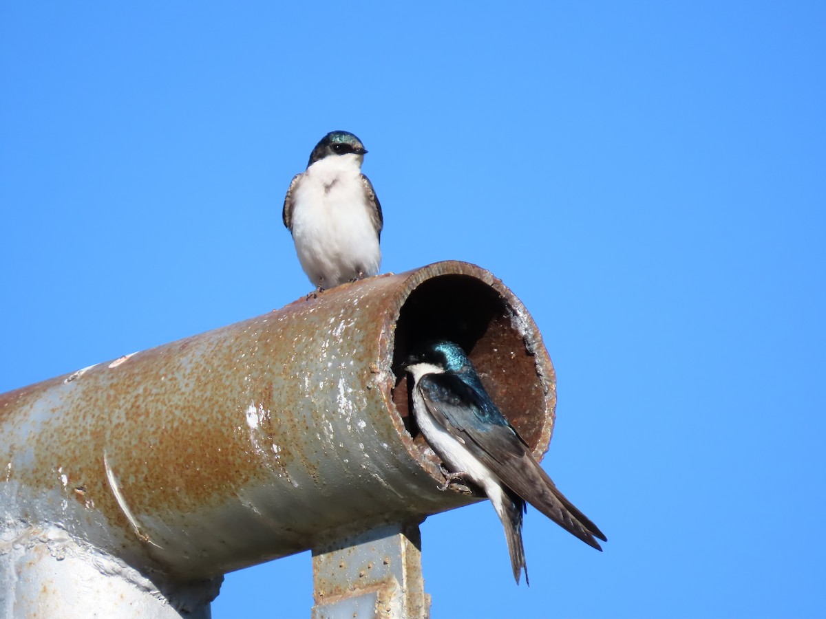 Tree Swallow - ML620003033