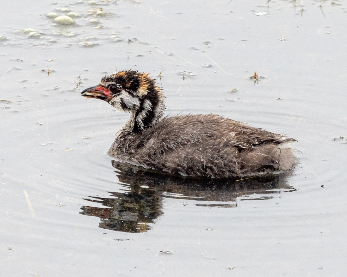 Pied-billed Grebe - ML620003035