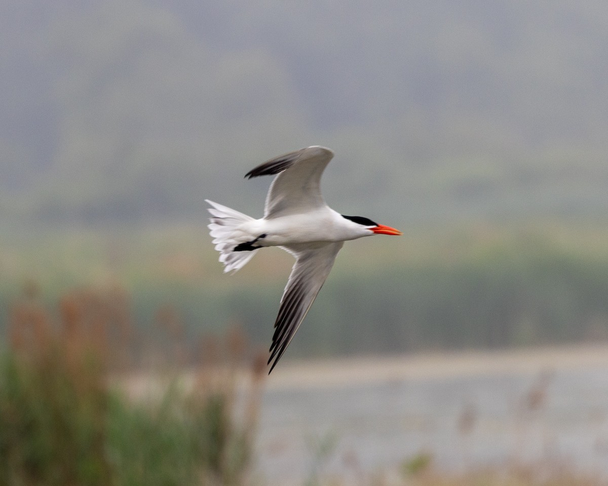 Caspian Tern - ML620003039