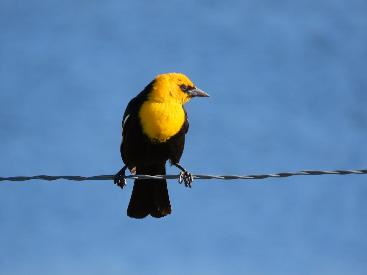 Yellow-headed Blackbird - ML620003044