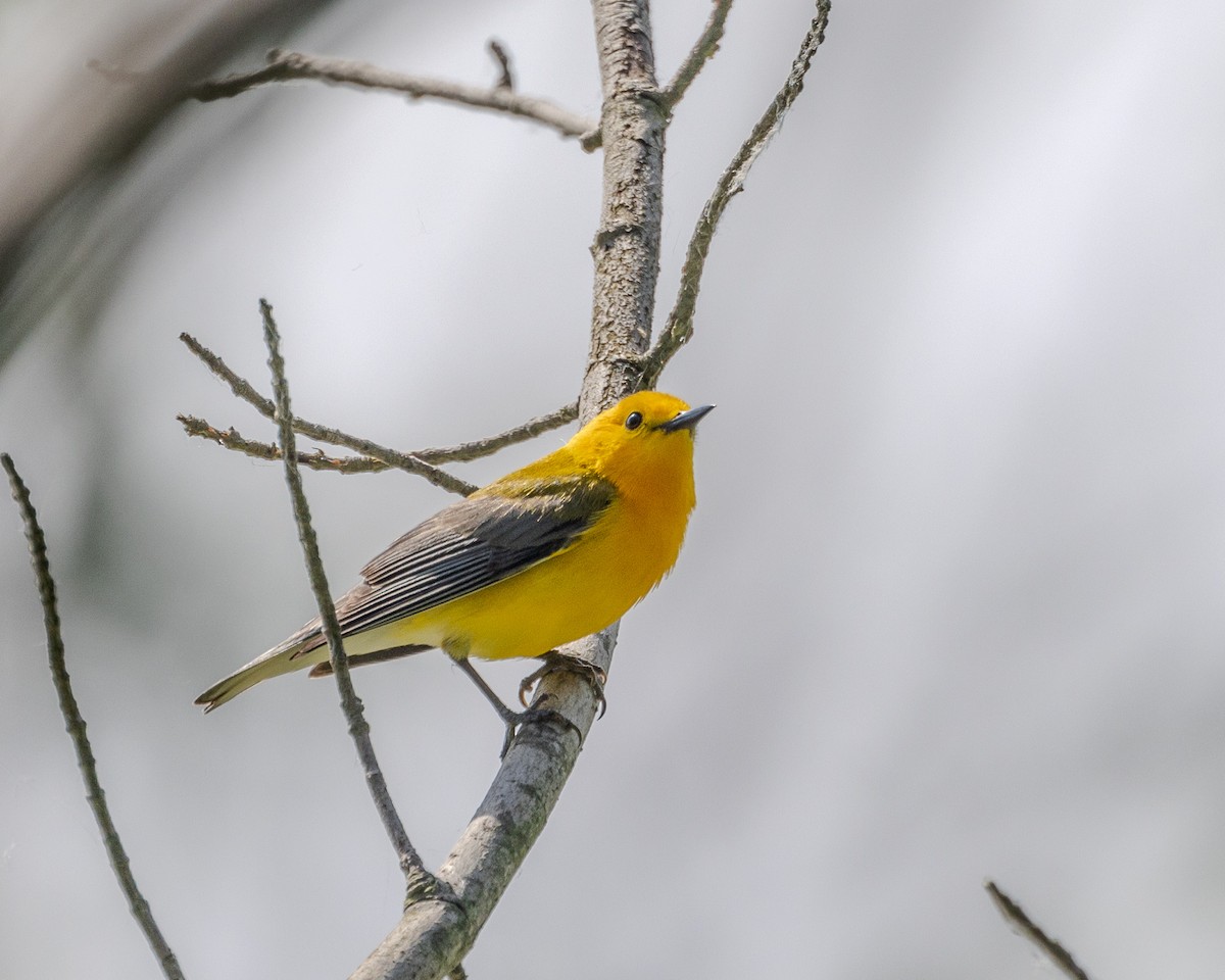 Prothonotary Warbler - ML620003051