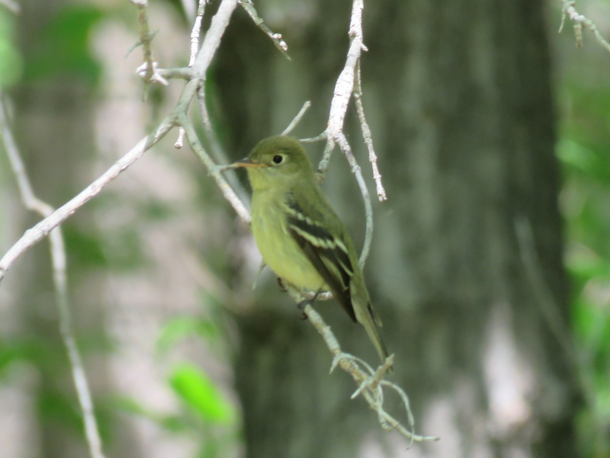 Yellow-bellied Flycatcher - ML620003070