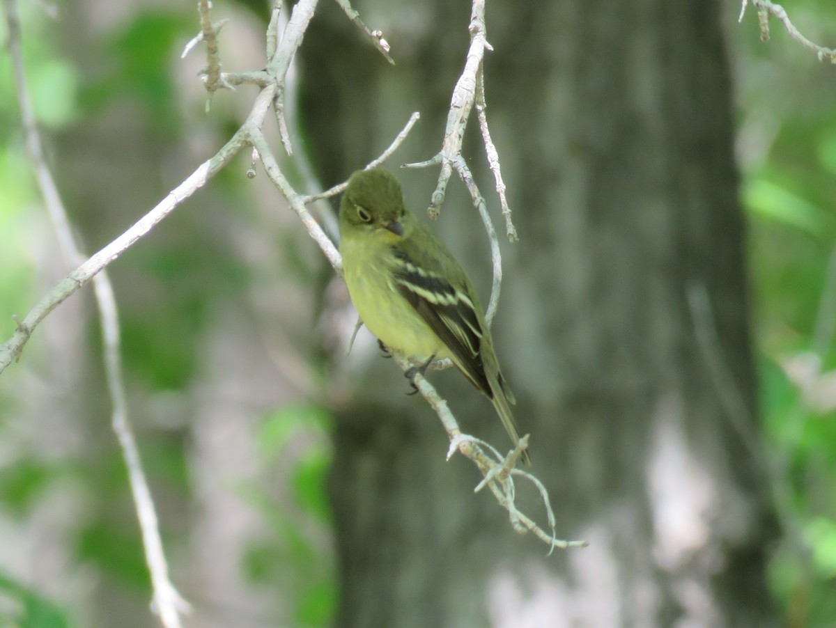 Yellow-bellied Flycatcher - ML620003071