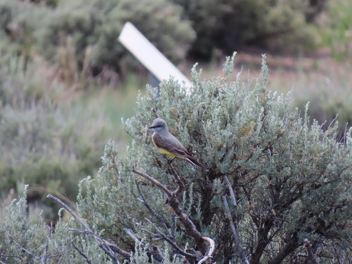 Western Kingbird - ML620003077