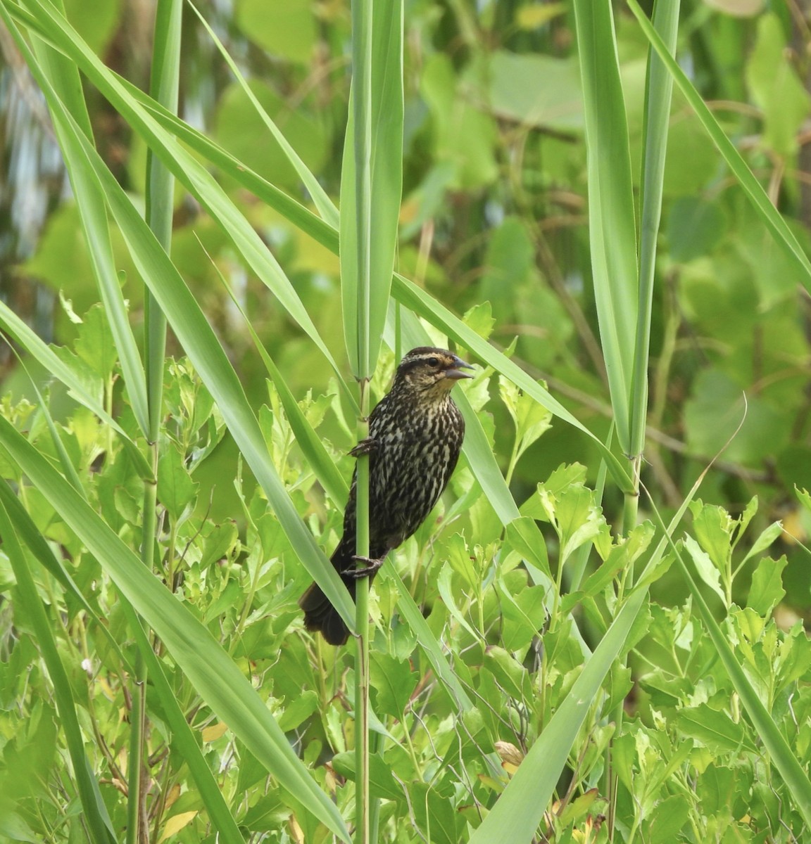 Red-winged Blackbird - ML620003078