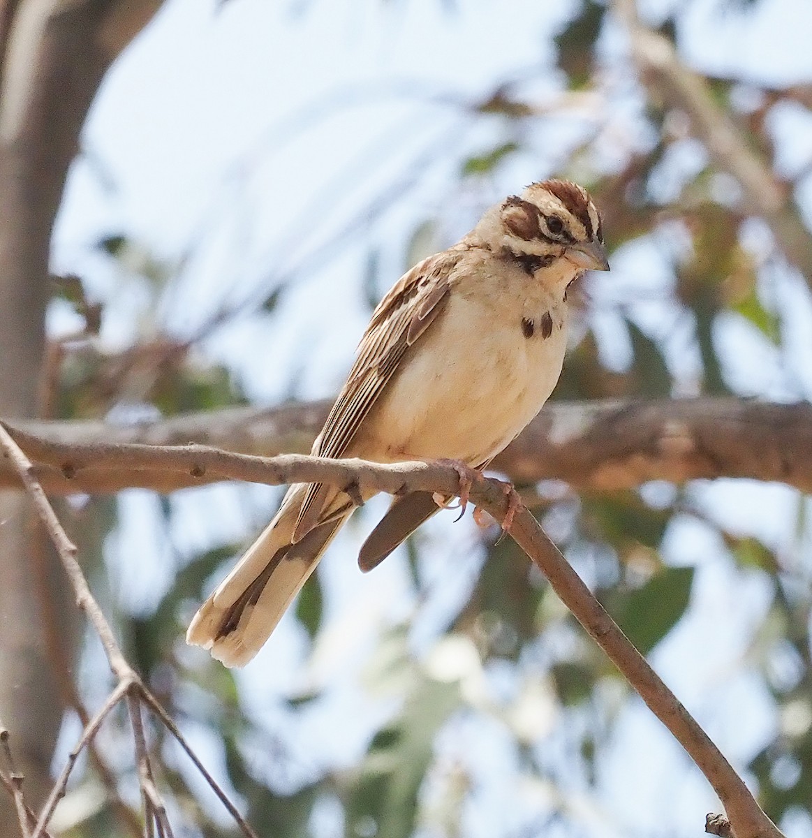 Lark Sparrow - ML620003081