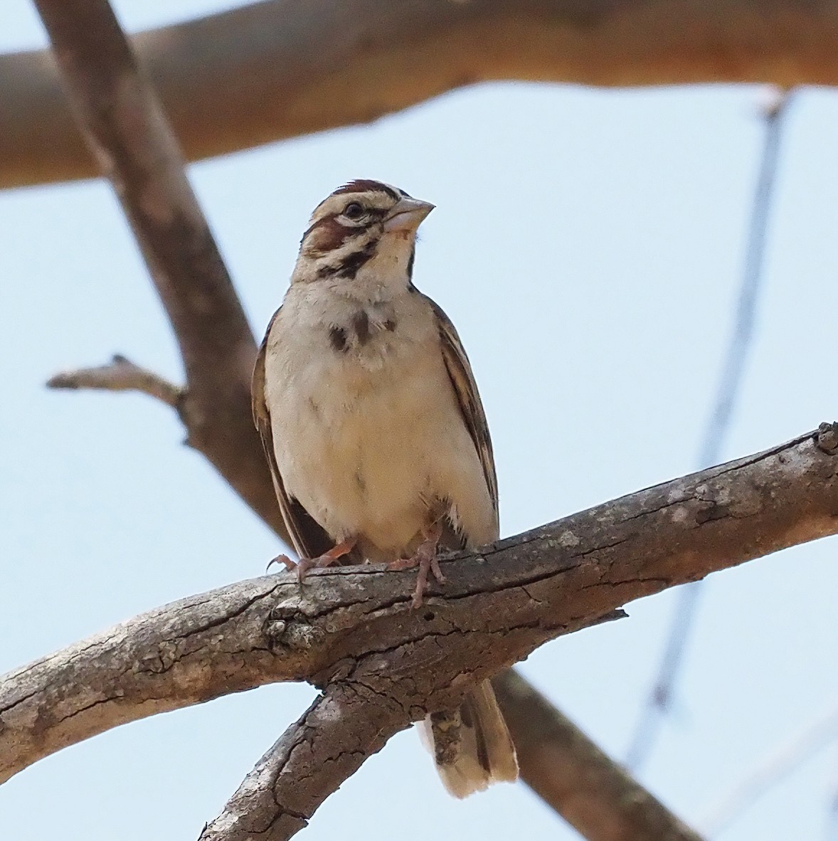 Lark Sparrow - ML620003086