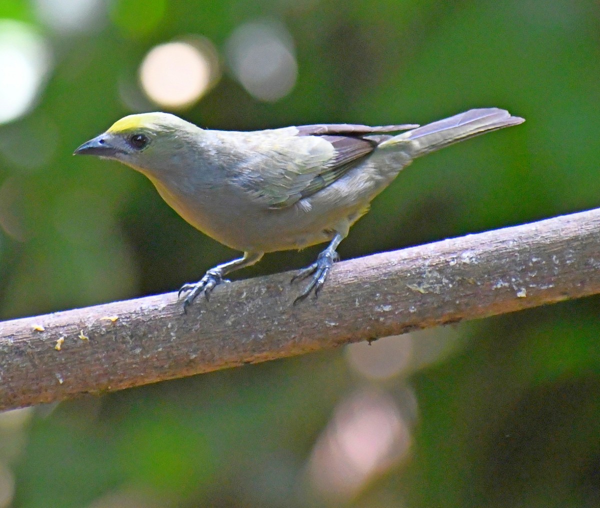 Palm Tanager - ML620003097