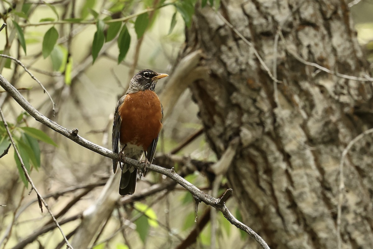 American Robin - ML620003114