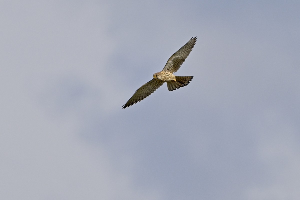 Eurasian Kestrel - ML620003121