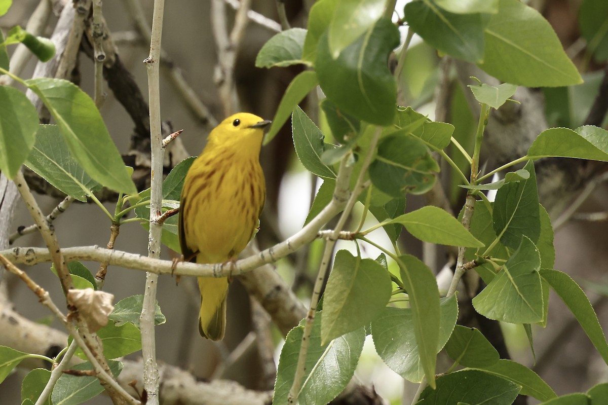 Yellow Warbler - ML620003124