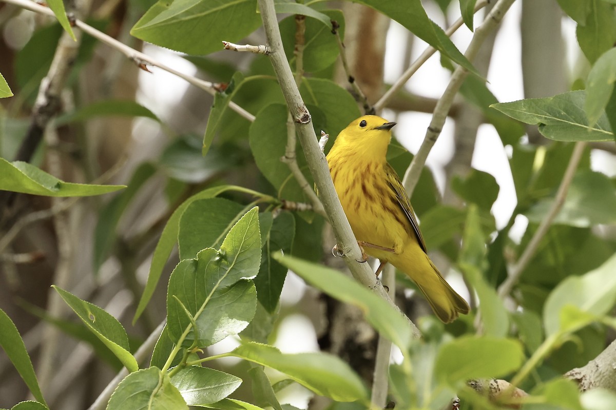 Yellow Warbler - ML620003127