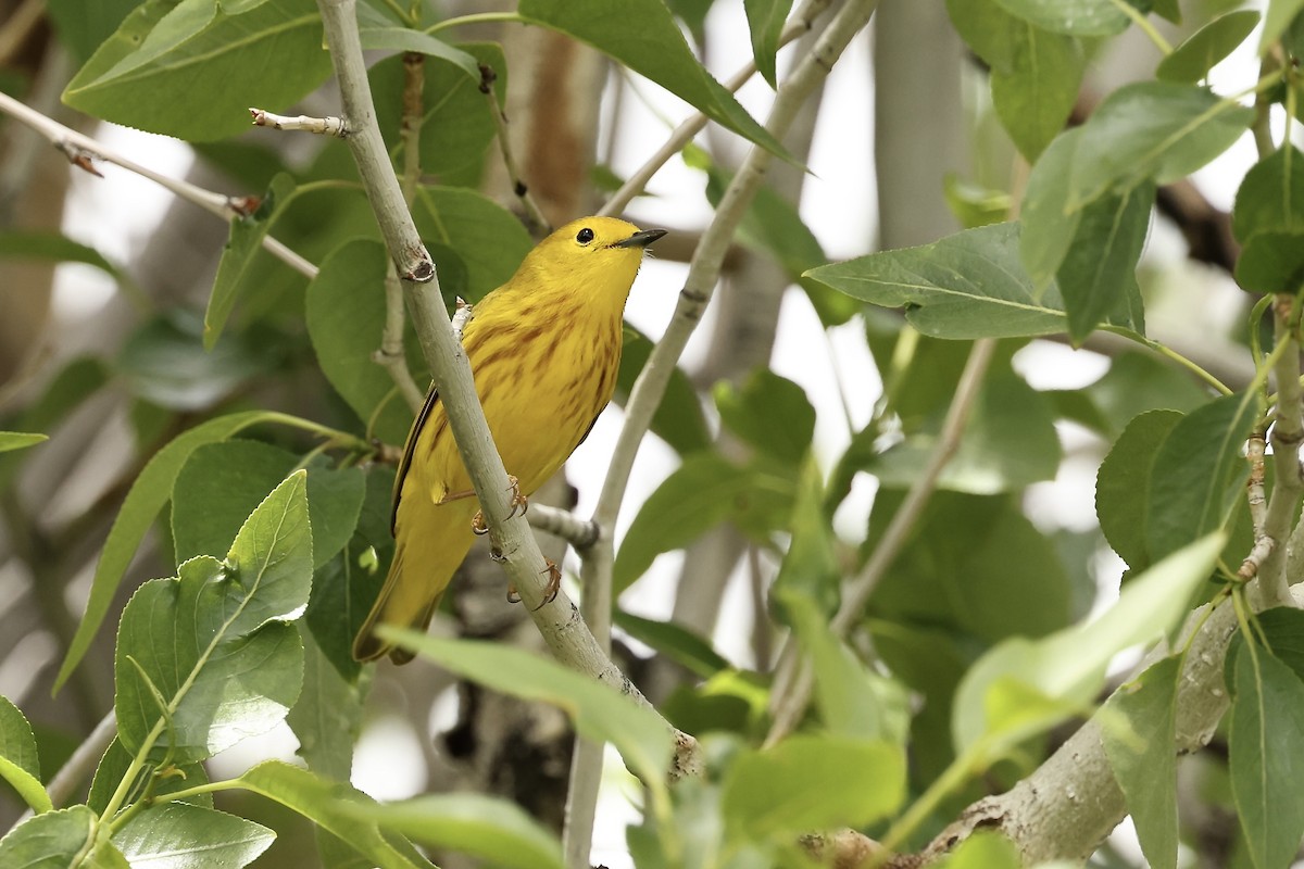 Yellow Warbler - ML620003128