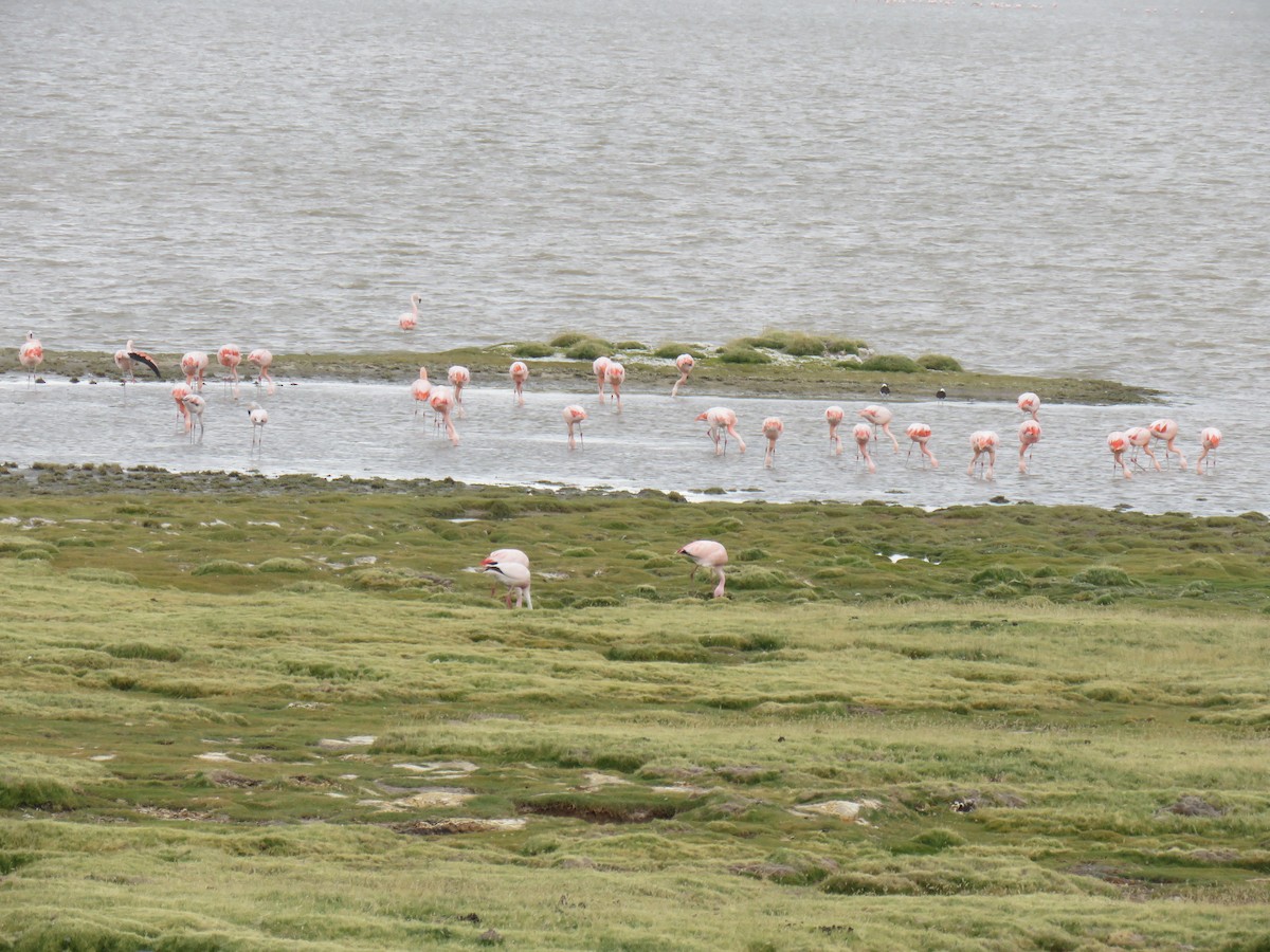 Chileflamingo - ML620003133