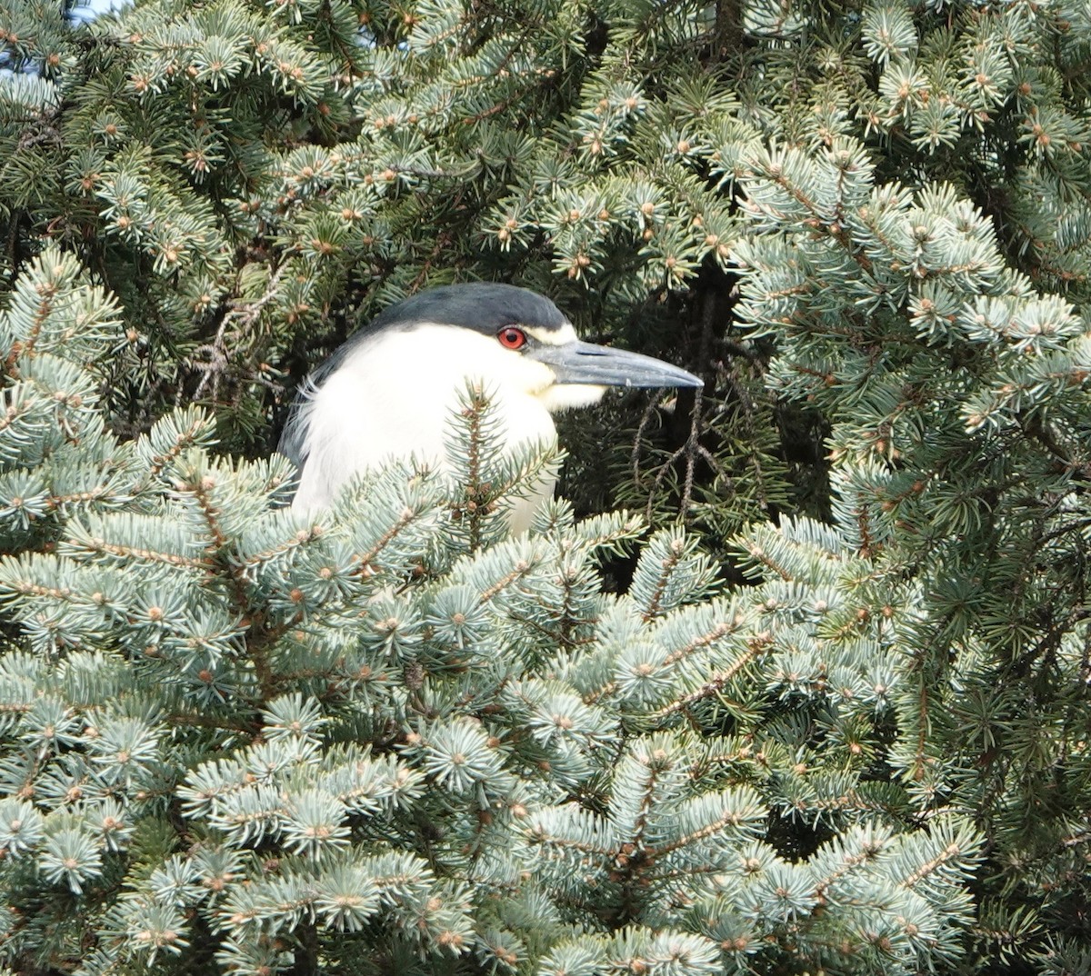 Black-crowned Night Heron - ML620003134