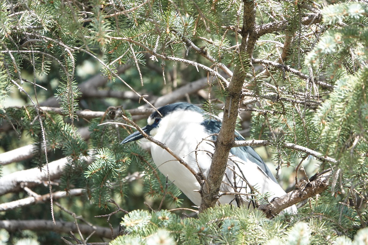 Black-crowned Night Heron - ML620003135