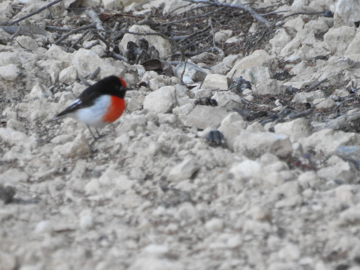 Red-capped Robin - ML620003140