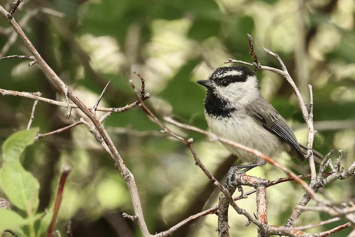 Black-capped Chickadee - ML620003143