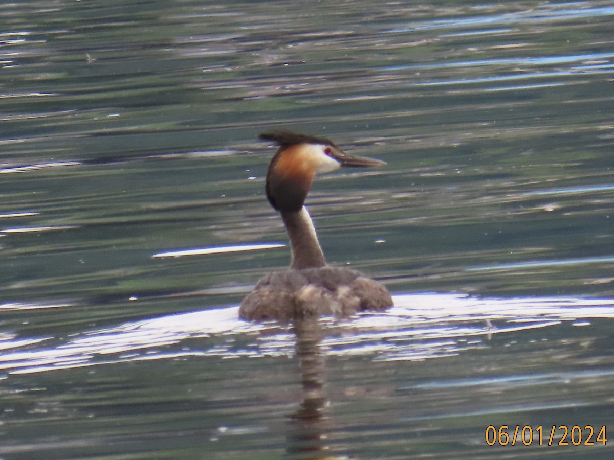 Great Crested Grebe - ML620003147