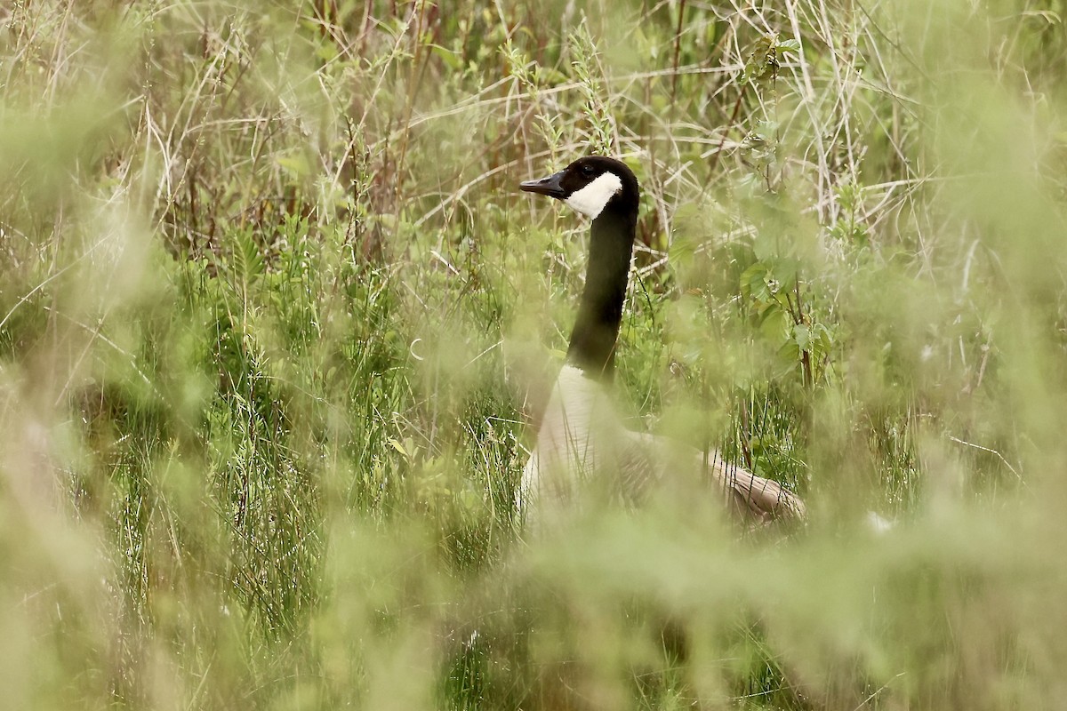 Canada Goose - ML620003166