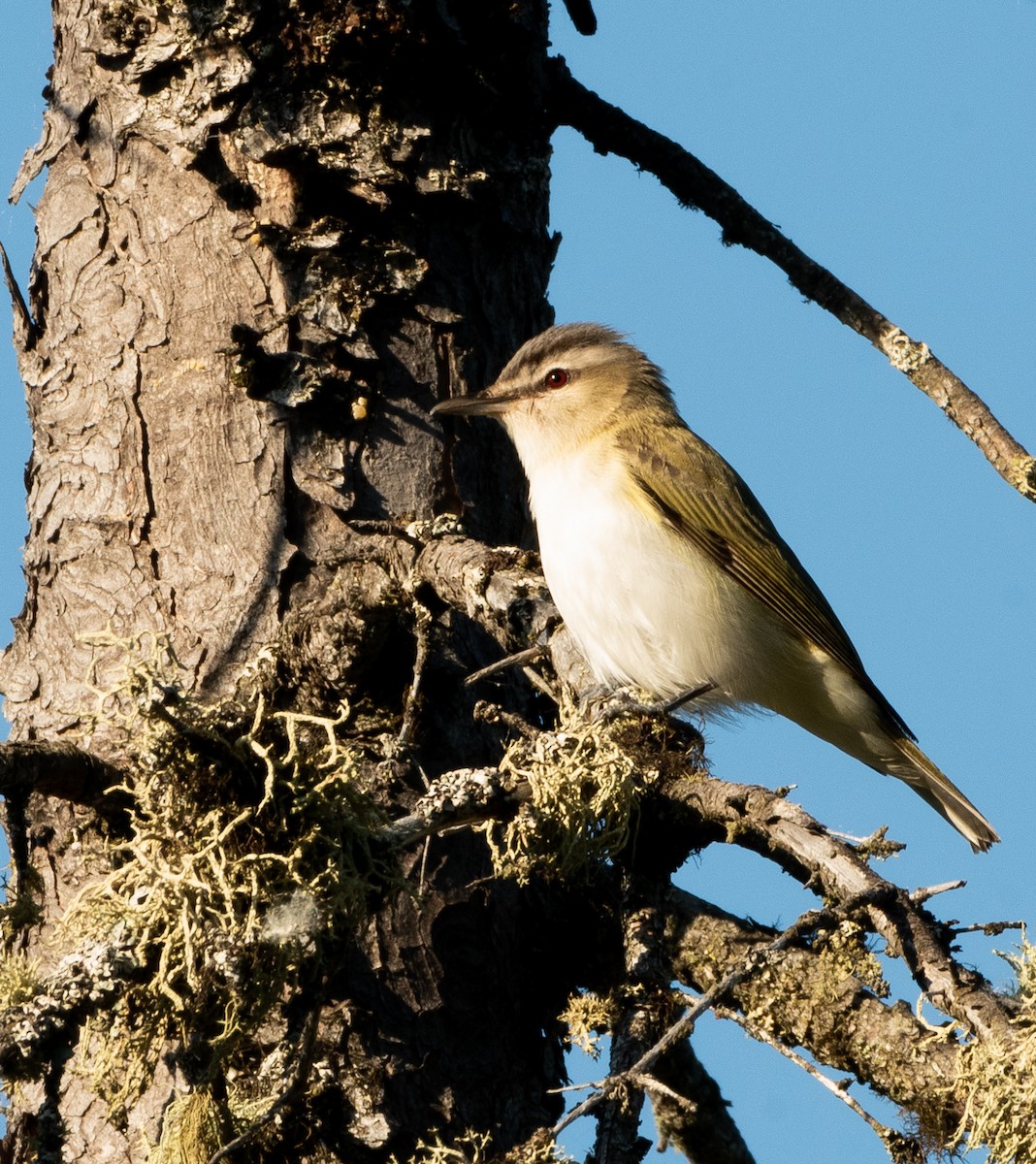 rødøyevireo - ML620003167