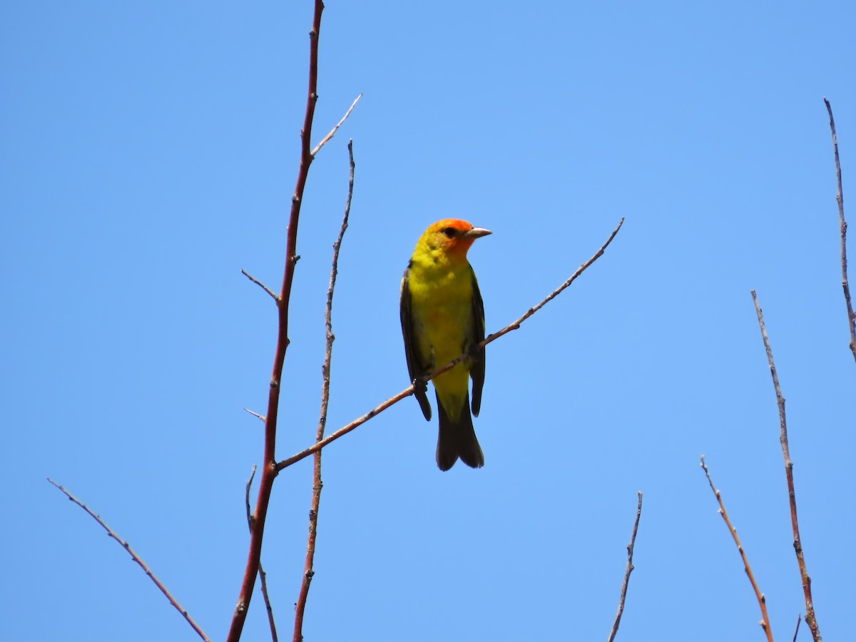 Western Tanager - ML620003171
