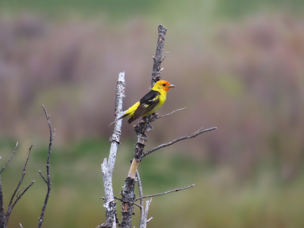 Western Tanager - ML620003172