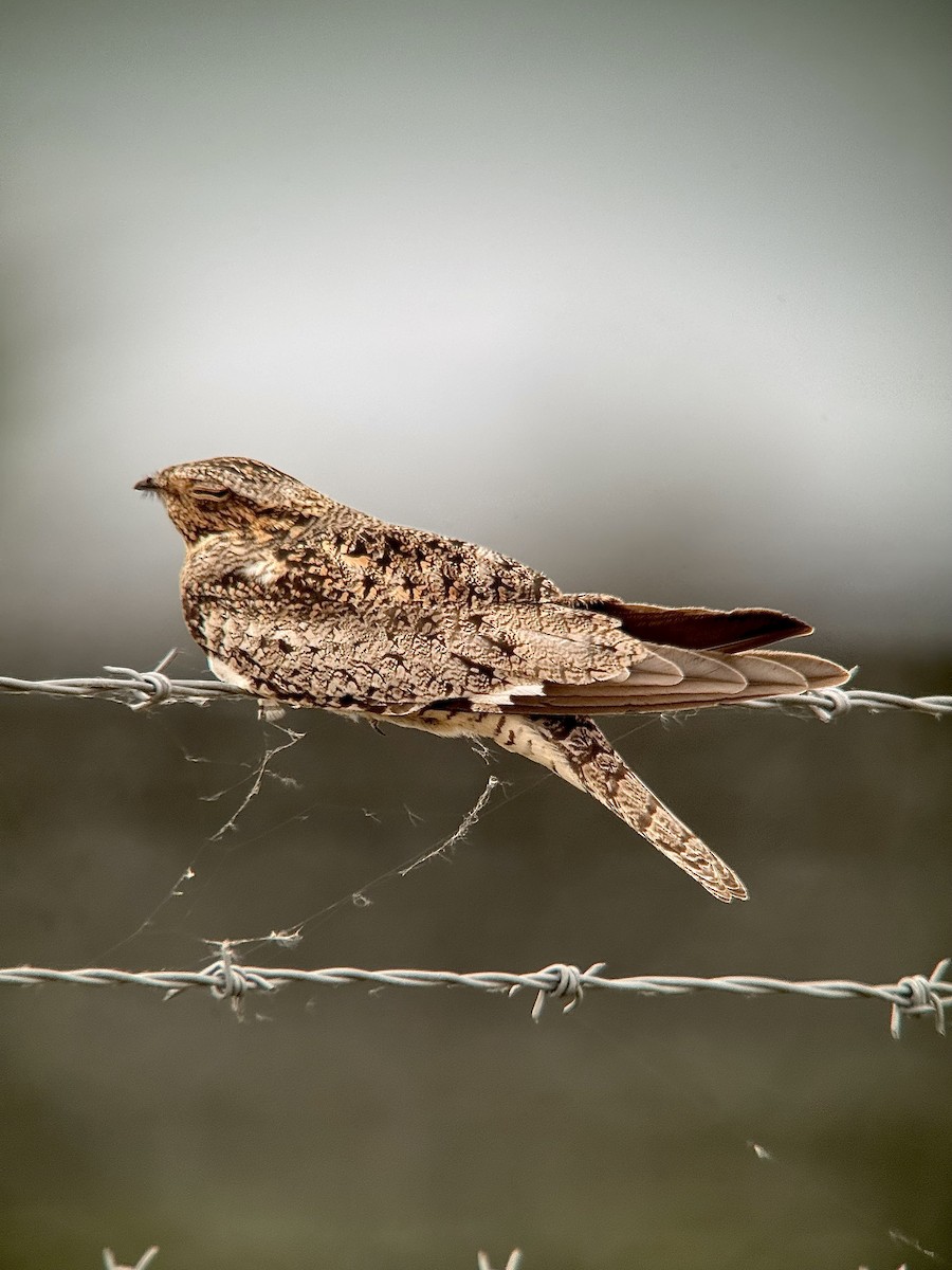 Common Nighthawk - ML620003173