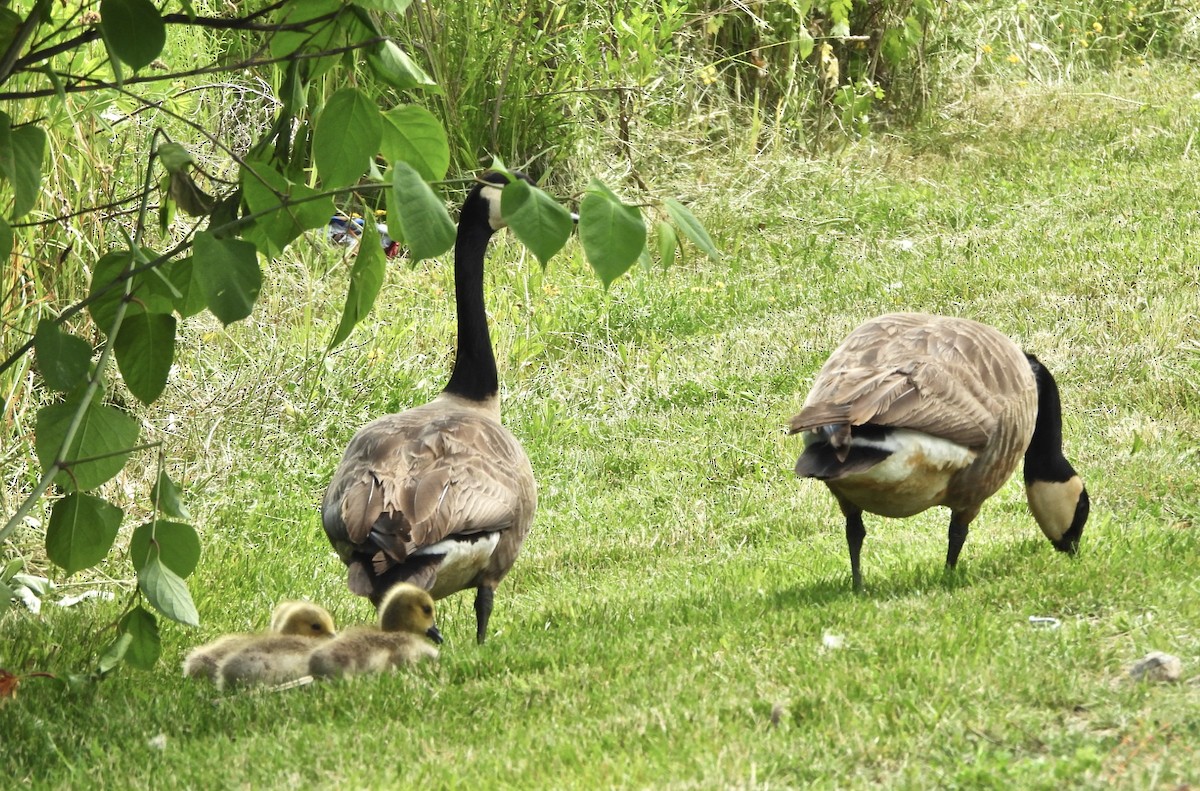 Canada Goose - ML620003178