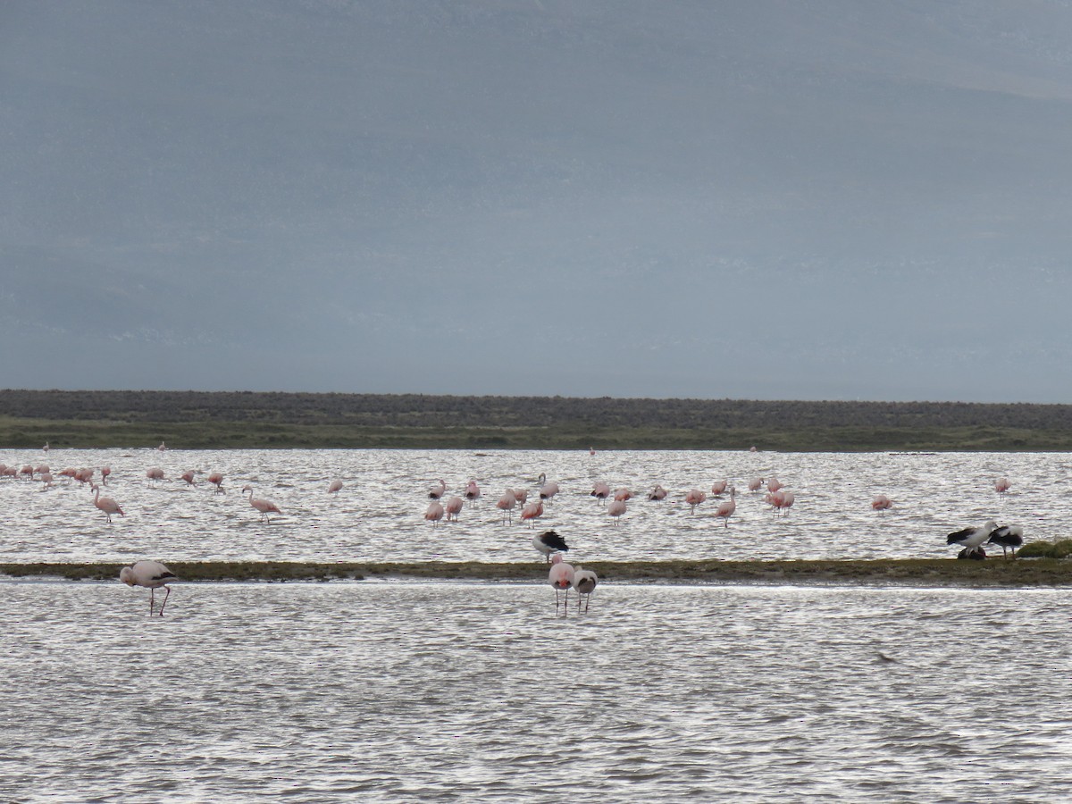 Chilean Flamingo - ML620003182