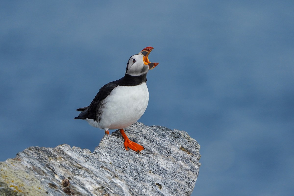 Atlantic Puffin - ML620003184