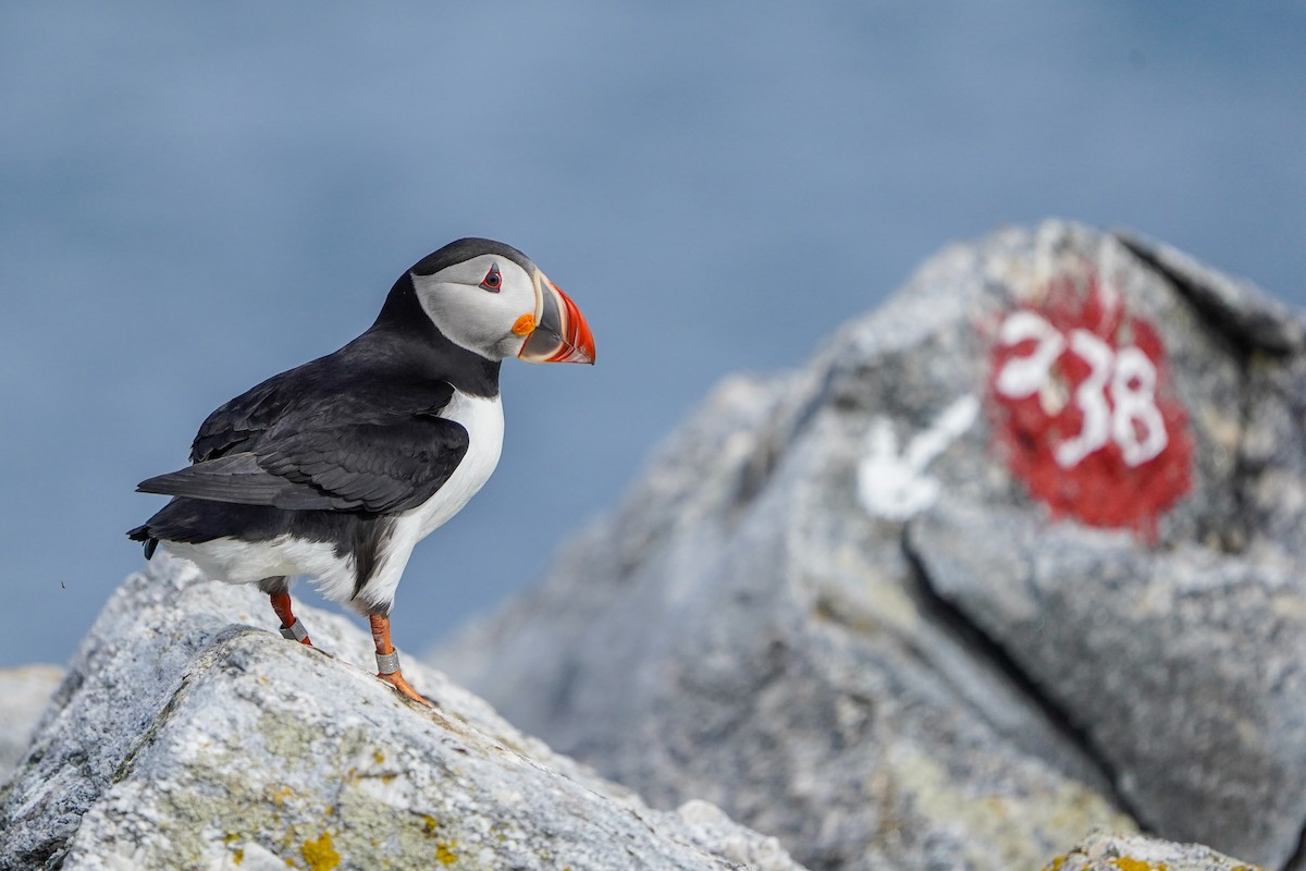 Atlantic Puffin - ML620003185