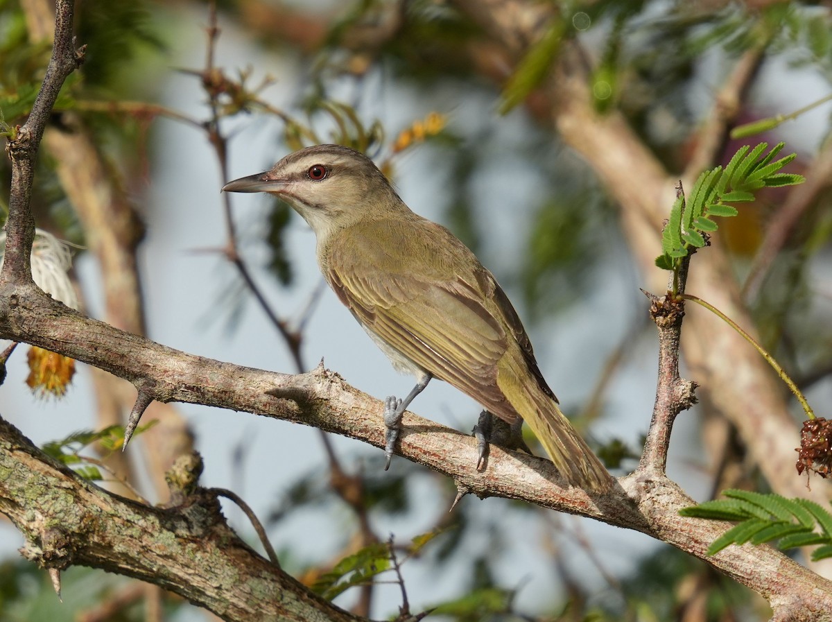 Black-whiskered Vireo - ML620003190