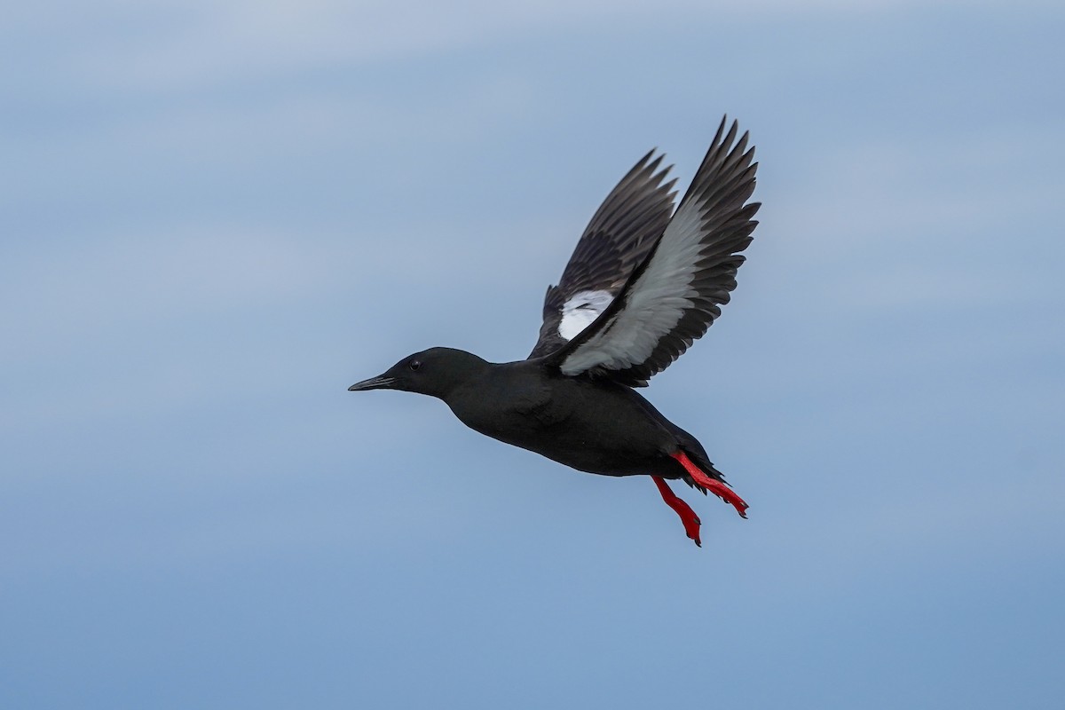 Black Guillemot - ML620003204