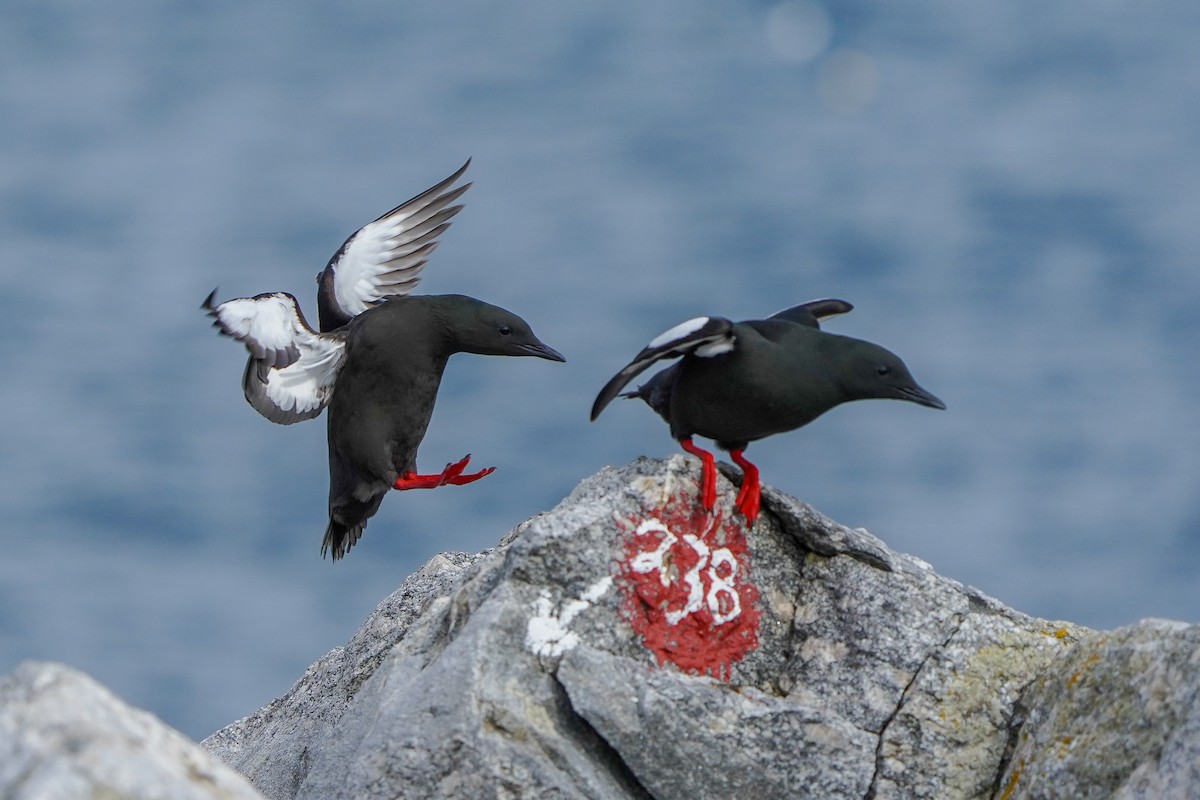 Black Guillemot - ML620003205