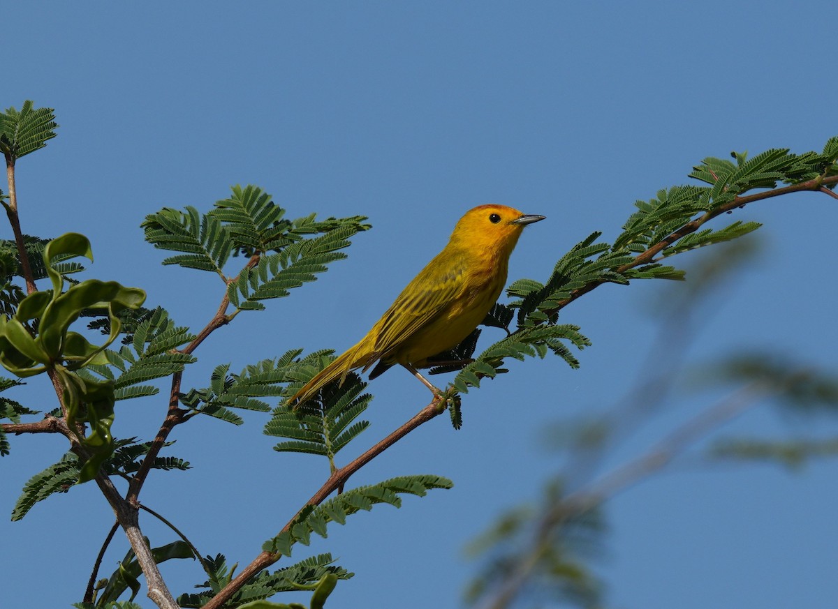 Yellow Warbler - ML620003213