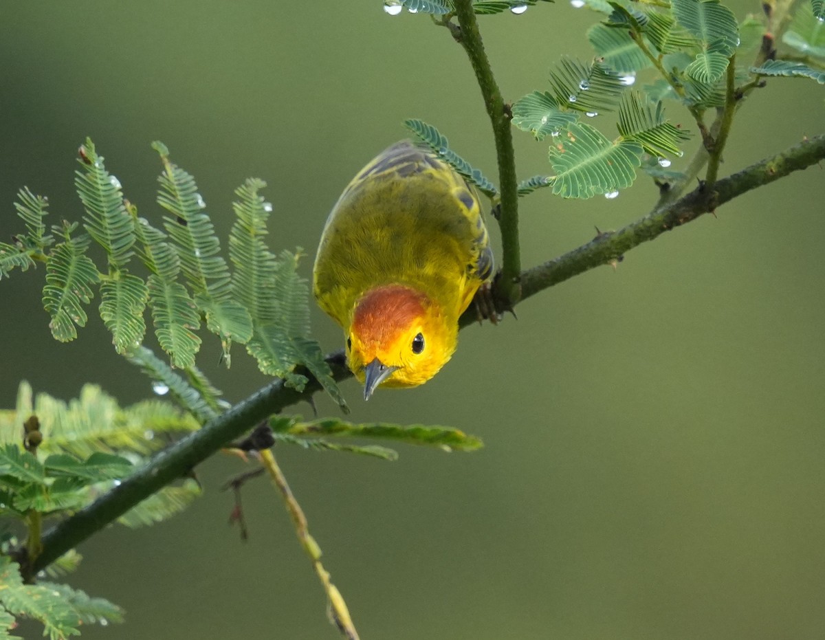 Yellow Warbler - ML620003215