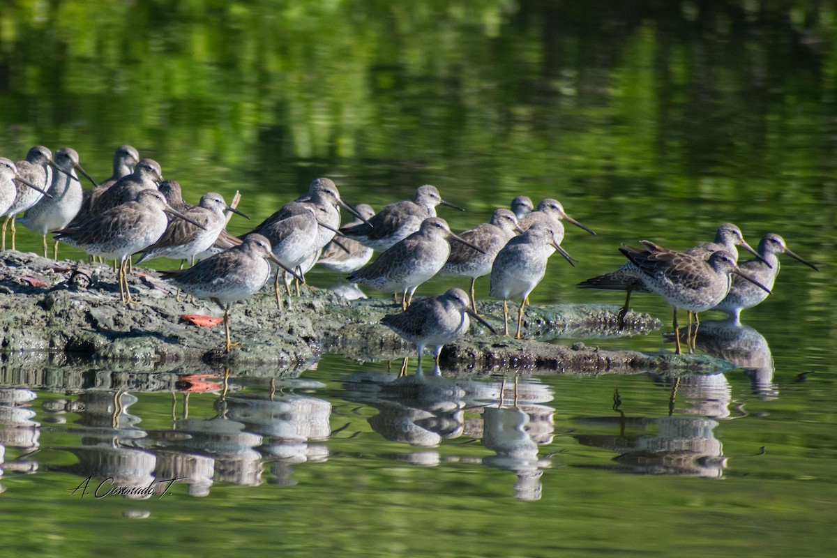 Long-billed Dowitcher - ML620003222