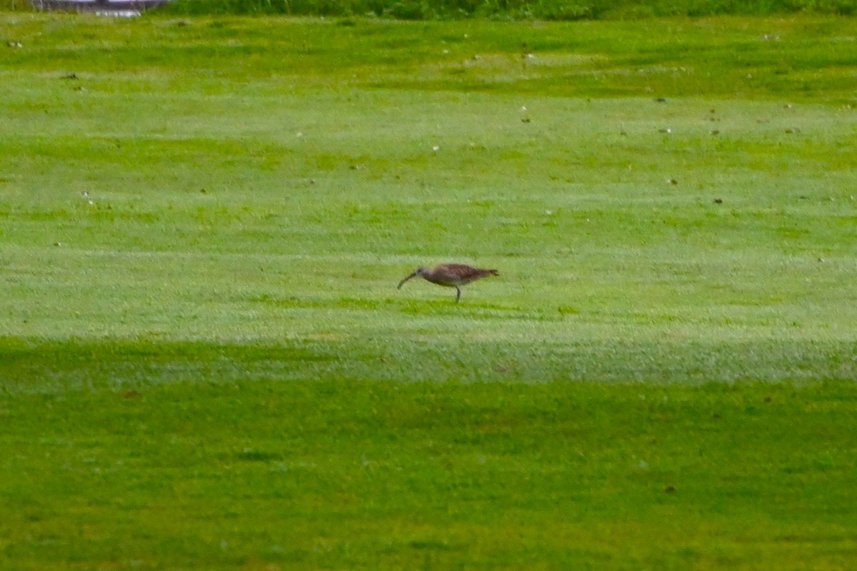 Whimbrel - Geoffrey Newell